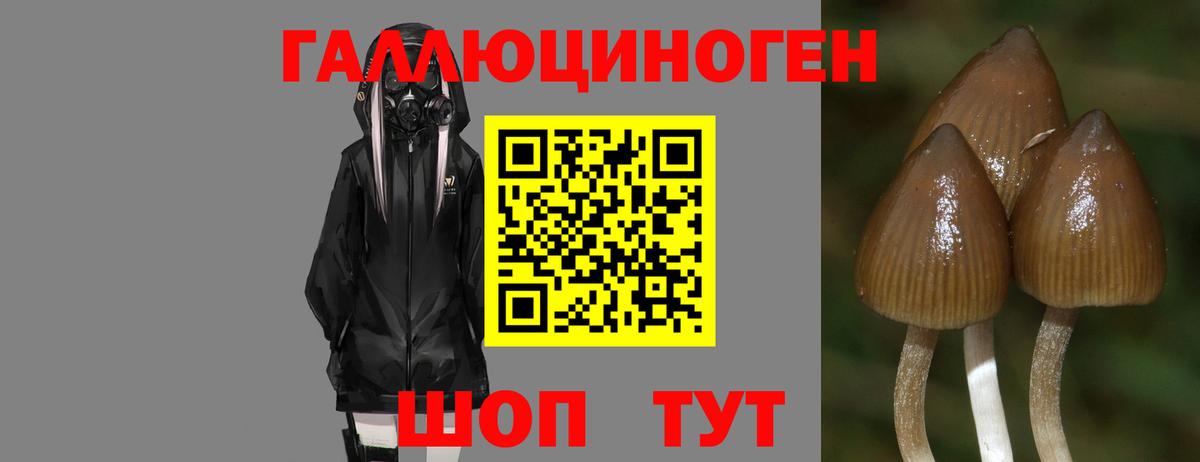 Новодвинск  Псилоцибиновые грибы Magic Shrooms  купить закладку  Вход с VPN 